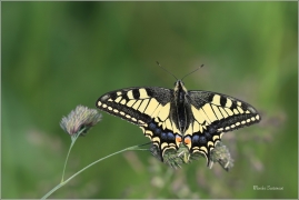 <p>OTAKÁREK FENYKLOVÝ (Papilio machaon) Rychnov u Jbc n. N. ----- /Old World swallowtail - Schwalbenschwanz/</p>